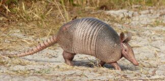 Tatu-galinha caminhando em um terreno arenoso com vegetação seca