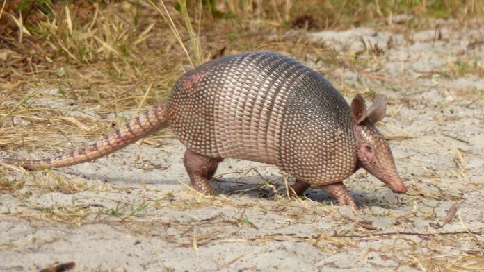 Tatu-galinha caminhando em um terreno arenoso com vegetação seca