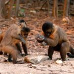 Três macacos-prego em uma floresta, um deles segurando uma pedra, possivelmente usando-a como ferramenta.