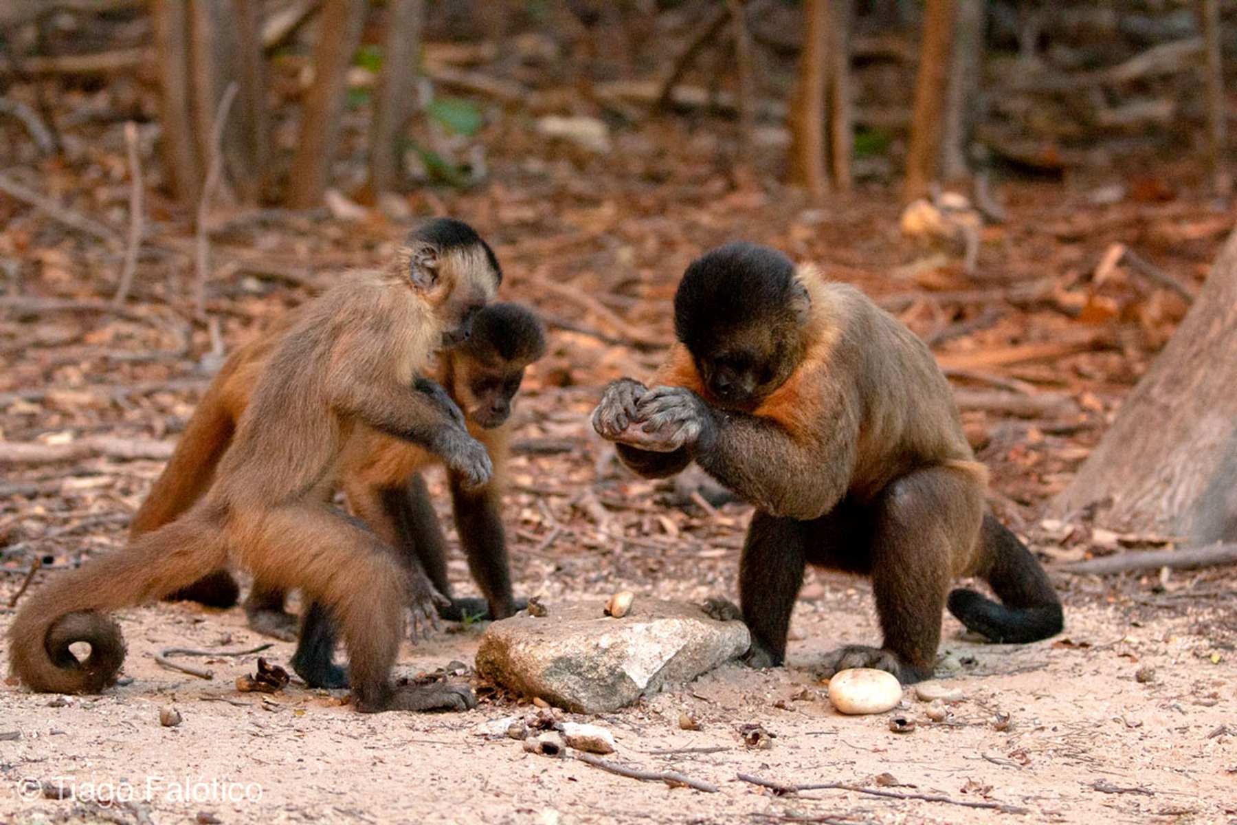 Três macacos-prego em uma floresta, um deles segurando uma pedra, possivelmente usando-a como ferramenta.