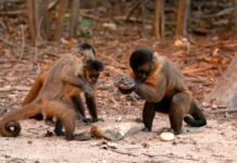 Três macacos-prego em uma floresta, um deles segurando uma pedra, possivelmente usando-a como ferramenta.