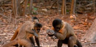 Três macacos-prego em uma floresta, um deles segurando uma pedra, possivelmente usando-a como ferramenta.