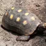 Um jabuti-piranga caminhando em um terreno de terra marrom com pedras pequenas.