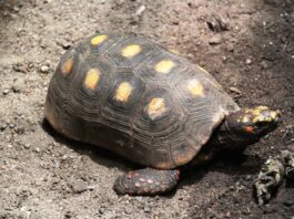 Um jabuti-piranga caminhando em um terreno de terra marrom com pedras pequenas.