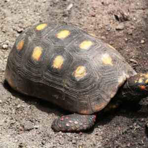 Jabuti-piranga: o que come, onde vive e como cuidar? Um jabuti-piranga caminhando em um terreno de terra marrom com pedras pequenas.