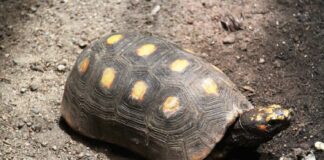 Um jabuti-piranga caminhando em um terreno de terra marrom com pedras pequenas.