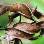 Tatuagem Natural: Como os Animais da Floresta Usam a Camuflagem Um lagarto, com a aparência de uma folha seca, camuflado entre folhas de uma árvore.