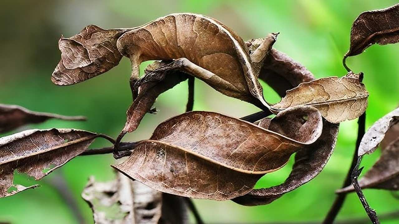 Tatuagem Natural: Como os Animais da Floresta Usam a Camuflagem 3 Um lagarto, com a aparência de uma folha seca, camuflado entre folhas de uma árvore.