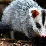 Um pequeno gambá com pêlos cinzentos e pretos, focinho rosa e olhos escuros, caminhando sobre um tronco de árvore.