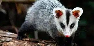 Como Agir ao Encontrar um Gambá no Quintal Um pequeno gambá com pêlos cinzentos e pretos, focinho rosa e olhos escuros, caminhando sobre um tronco de árvore.
