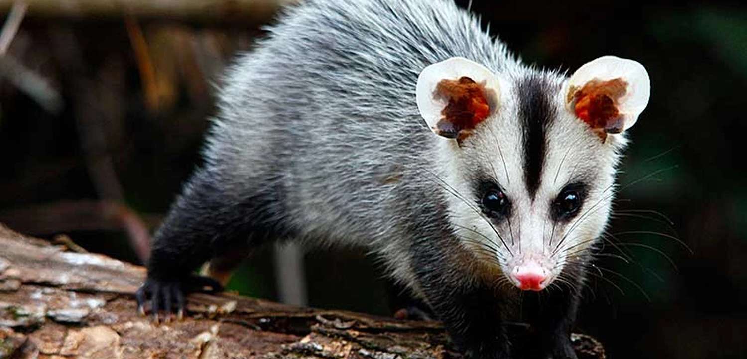Um pequeno gambá com pêlos cinzentos e pretos, focinho rosa e olhos escuros, caminhando sobre um tronco de árvore.