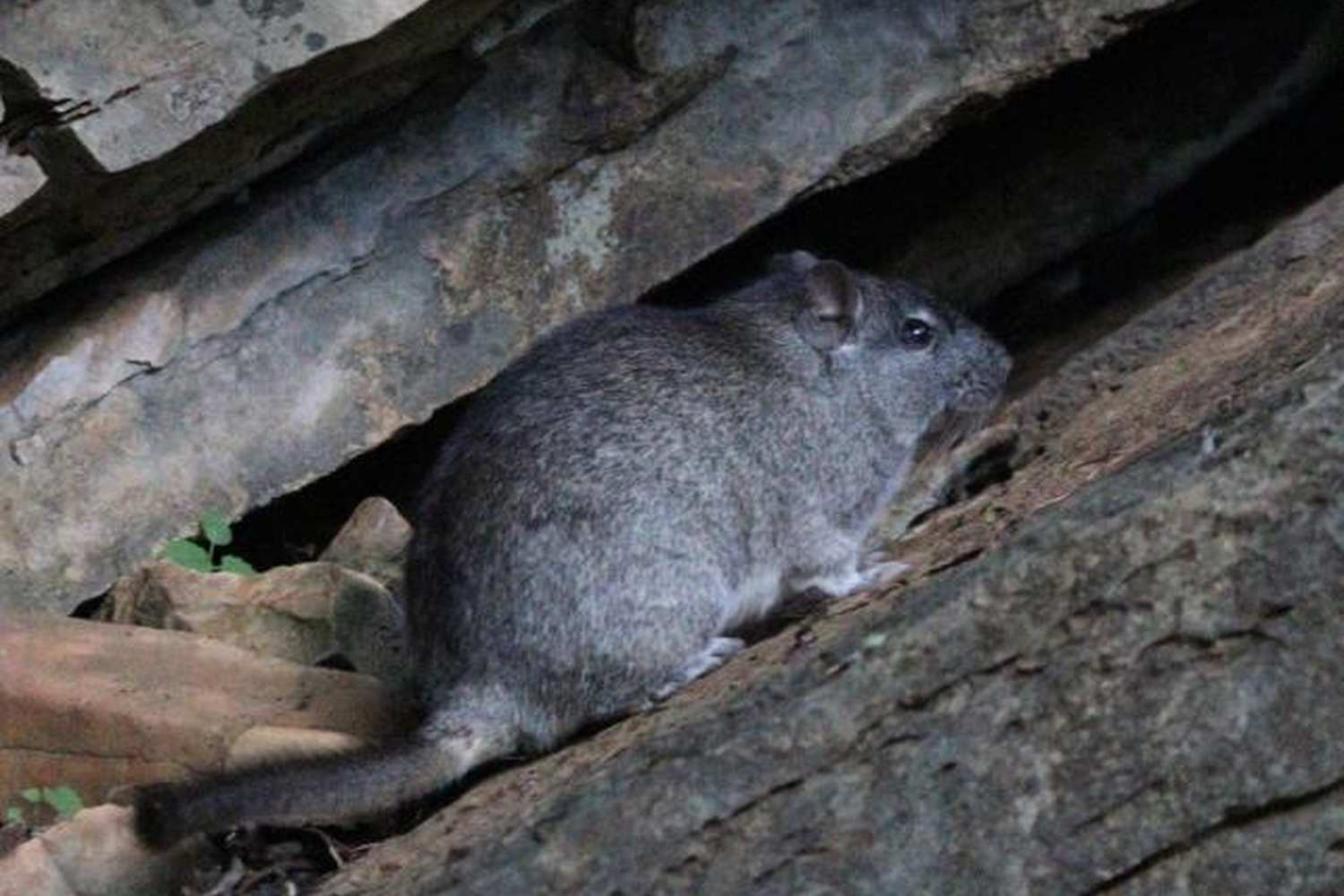 Um roedor cinza, possivelmente um paca, está sentado em uma rocha, olhando para a direita.