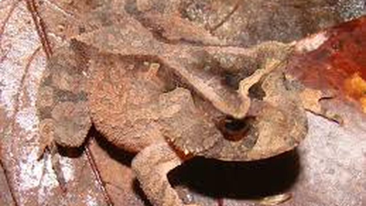 Um sapo camuflado em folhas secas, quase indistinguível do ambiente.