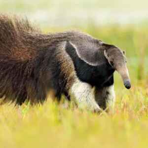 Tamanduá-bandeira come o quê? Descubra 7 fatos! Um tamanduá-bandeira caminhando por um campo verde com vegetação rasteira, seu focinho longo e sua cauda longa e peluda são visíveis.
