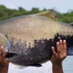 Tambaqui mostra que ração com mais carboidrato e menos proteína reduz custos da piscicultura Um tambaqui grande sendo segurado por um pescador, em um ambiente aquático.