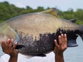 Um tambaqui grande sendo segurado por um pescador, em um ambiente aquático.