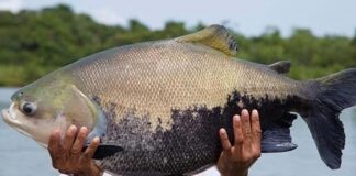 Um tambaqui grande sendo segurado por um pescador, em um ambiente aquático.