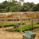 COP30 e Bioeconomia: Como a Amazônia Pode Liderar o Futuro Sustentável Amazônia na COP30: Bioeconomia como caminho sustentável
