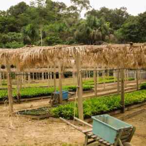 COP30 e Bioeconomia: Como a Amazônia Pode Liderar o Futuro Sustentável Amazônia na COP30: Bioeconomia como caminho sustentável