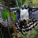 Uma águia-harpia, com suas asas abertas, segura um animal pequeno em suas garras.