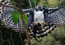 A maior águia das Américas pode passar até três anos criando um único filhote no mesmo ninho Uma águia-harpia, com suas asas abertas, segura um animal pequeno em suas garras.