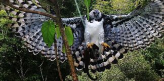 Uma águia-harpia, com suas asas abertas, segura um animal pequeno em suas garras.