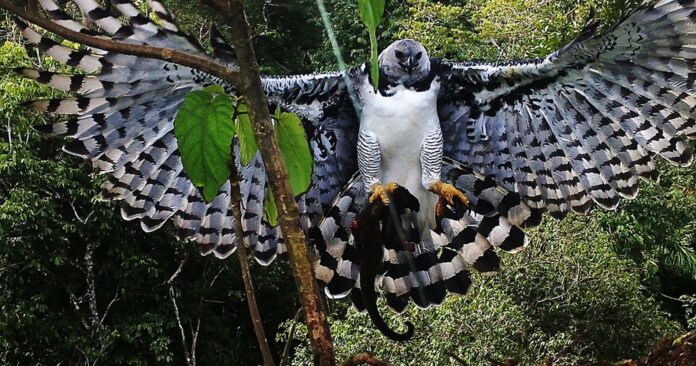 Uma águia-harpia, com suas asas abertas, segura um animal pequeno em suas garras.