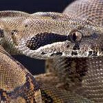 Uma Jiboia com escamas marrons e pretas, vista de perto, com a cabeça levantada e os olhos fixos no observador.