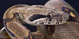 Uma Jiboia com escamas marrons e pretas, vista de perto, com a cabeça levantada e os olhos fixos no observador.