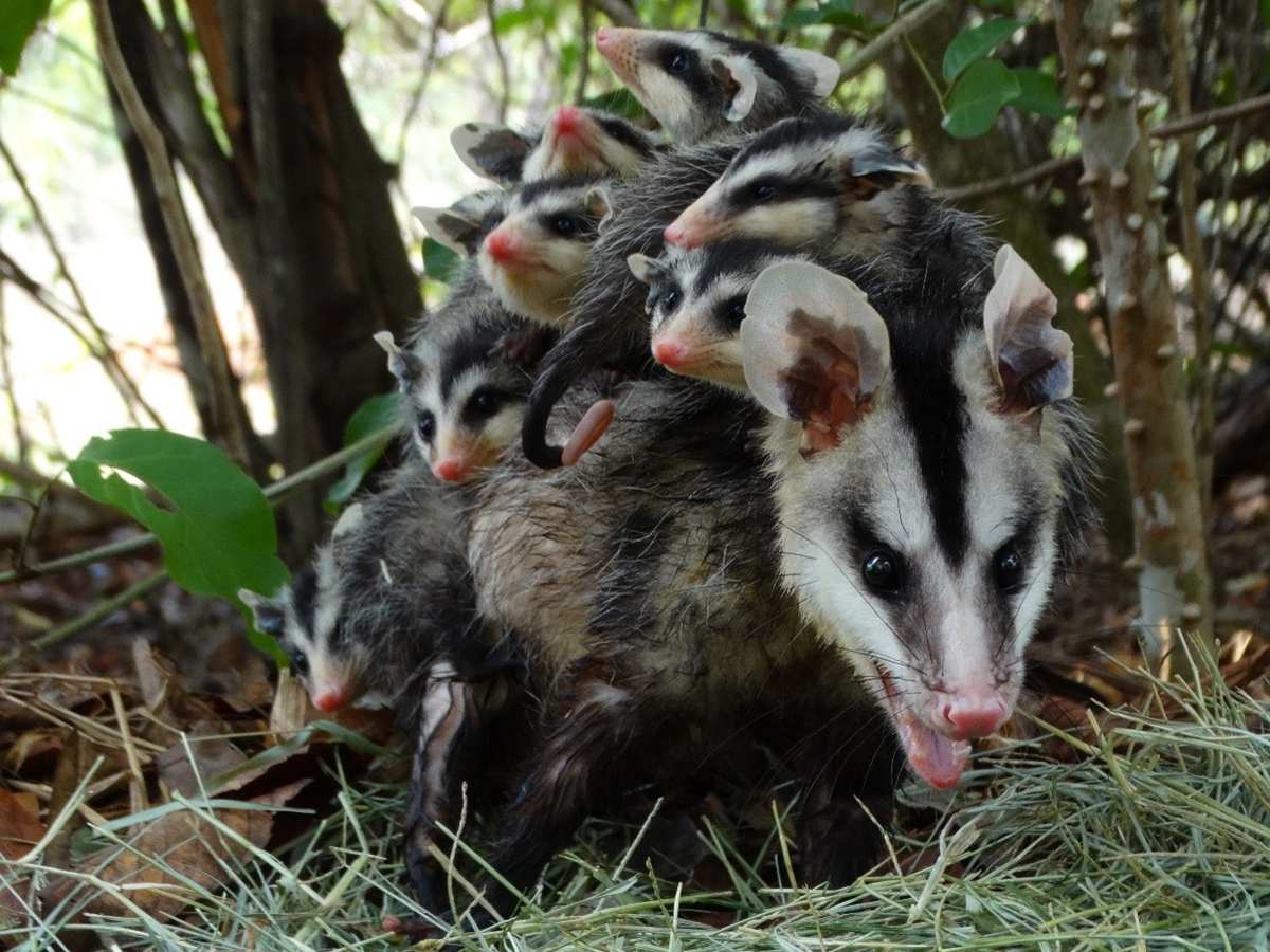 Uma mãe gambá com seus filhotes em uma floresta, os filhotes estão agarrados em suas costas.