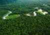 COP30 em Belém é última chance de salvar a Amazônia do colapso A natureza exuberante e a beleza da floresta. COP30