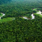 COP30 em Belém é última chance de salvar a Amazônia do colapso A natureza exuberante e a beleza da floresta. COP30