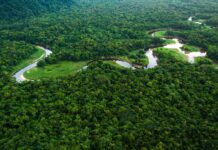 COP30 em Belém é última chance de salvar a Amazônia do colapso A natureza exuberante e a beleza da floresta. COP30