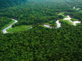 A natureza exuberante e a beleza da floresta. COP30