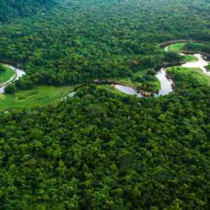 COP30 em Belém é última chance de salvar a Amazônia do colapso A natureza exuberante e a beleza da floresta. COP30