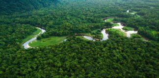 A natureza exuberante e a beleza da floresta. COP30