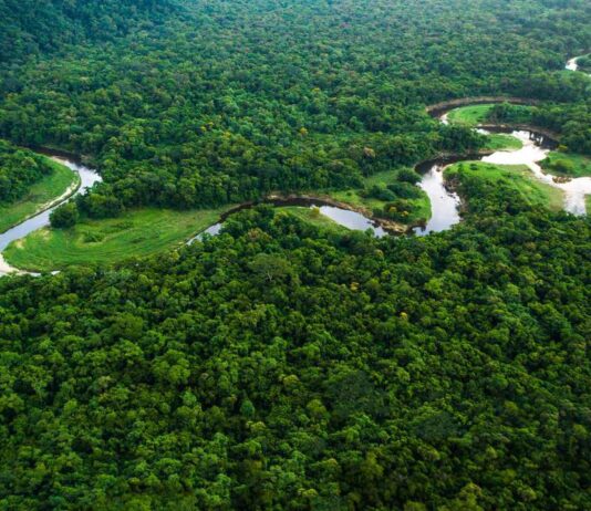 A natureza exuberante e a beleza da floresta. COP30