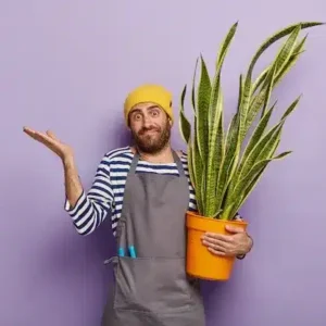 3 sinais de que a espada-de-são-jorge está sufocando no vaso e pode morrer 3 sinais de que a espada-de-são-jorge está sufocando no vaso e pode morrer