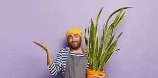 3 sinais de que a espada-de-são-jorge está sufocando no vaso e pode morrer