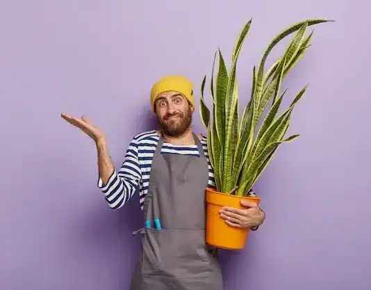 3 sinais de que a espada-de-são-jorge está sufocando no vaso e pode morrer