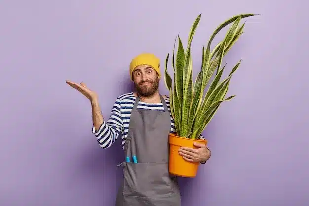 3 sinais de que a espada-de-são-jorge está sufocando no vaso e pode morrer 1 3 sinais de que a espada-de-são-jorge está sufocando no vaso e pode morrer