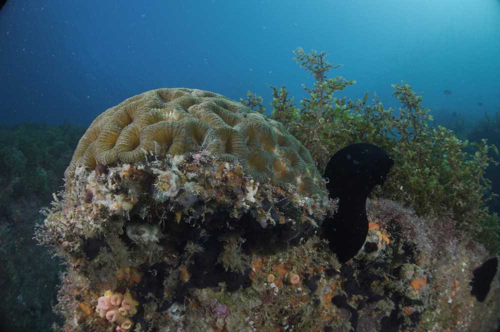 Coral-cérebro (Mussismilia hispida), cujo esqueleto é composto de carbonato de cálcio, retém quantidade de carbono na forma mineralizada que contribui para conter efeito estufa (foto: Guilherme Henrique Pereira Filho/Arquivo LABECMar/Unifesp)