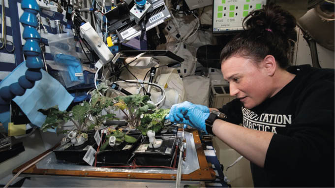 A astronauta Serena Auñón-Chancellor colhe couve-roxa russa e alface-dragão da Veggie em 28 de novembro de 2018, bem a tempo para o Dia de Ação de Graças. A tripulação pôde saborear um lanche no meio da tarde com vinagre balsâmico, e Auñón-Chancellor relatou que a alface estava "deliciosa!"