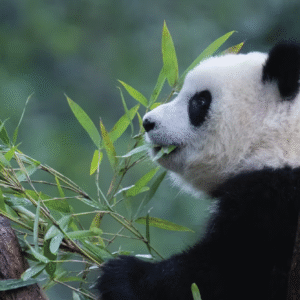 As alterações climáticas estão tornando as plantas menos nutritivas