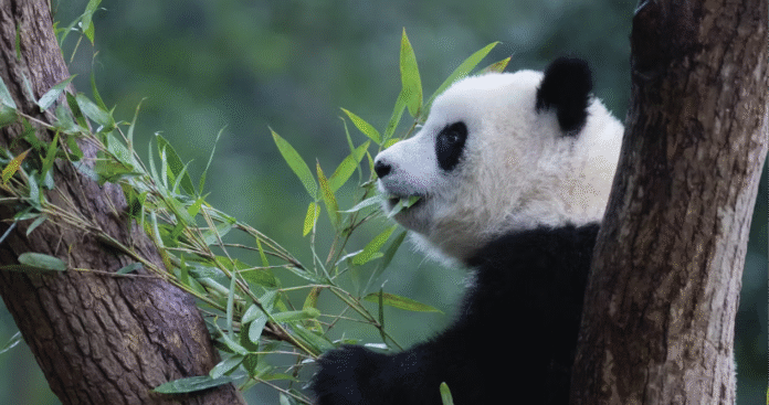 A_dieta_do_panda_gigante___quase_100__bambu