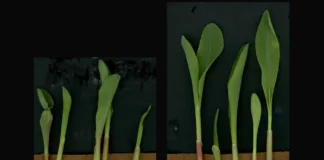 As plantas de milho que foram irrigadas com o metabólito itaconato cresceram mais (à direita) do que aquelas que não foram irrigadas (à esquerda)