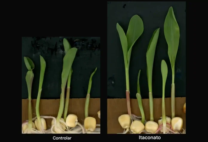 As plantas de milho que foram irrigadas com o metabólito itaconato cresceram mais (à direita) do que aquelas que não foram irrigadas (à esquerda)