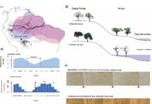 Anéis de crescimento de árvores revelam mudanças extremas na sazonalidade de chuvas na Amazônia As estações de crescimento das árvores nas florestas sazonalmente inundadas e de terra firme correspondem às estações seca e chuvosa da Amazônia, respectivamente