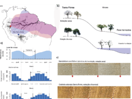 As estações de crescimento das árvores nas florestas sazonalmente inundadas e de terra firme correspondem às estações seca e chuvosa da Amazônia, respectivamente