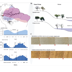 Anéis de crescimento de árvores revelam mudanças extremas na sazonalidade de chuvas na Amazônia As estações de crescimento das árvores nas florestas sazonalmente inundadas e de terra firme correspondem às estações seca e chuvosa da Amazônia, respectivamente